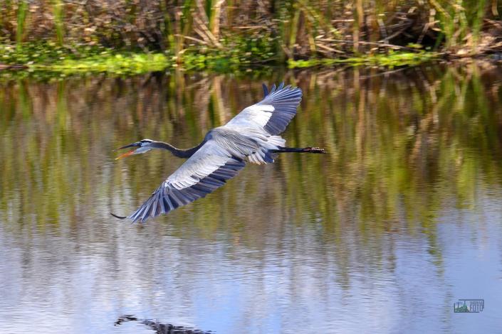 Everglades; viagemnafoto.com