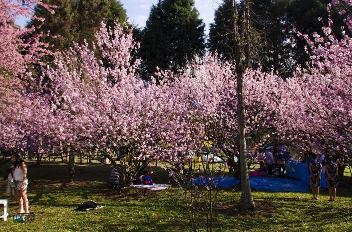 Festa da Cerejeira; sakura; viagemnafoto.com; Parque do Carmo