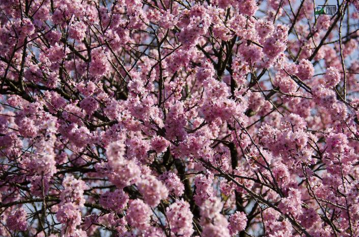 Festa da Cerejeira; sakura; viagemnafoto.com; Parque do Carmo
