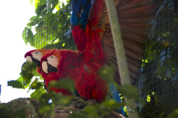 Parque das Aves; Foz do Iguaçu; viagemnafoto.com