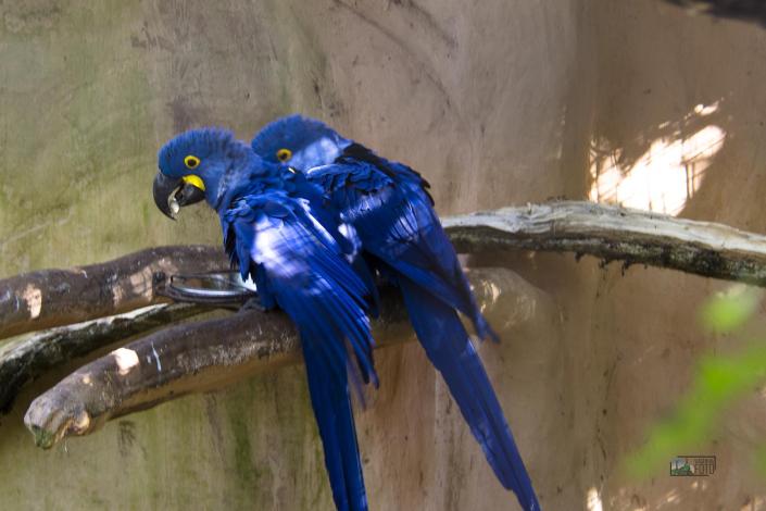 Parque das Aves; Foz do Iguaçu; viagemnafoto.com