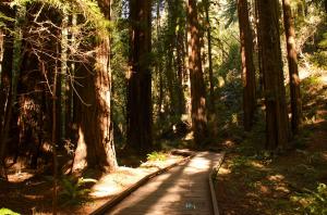 Muir Woods, San Francisco, viagemnafoto.com